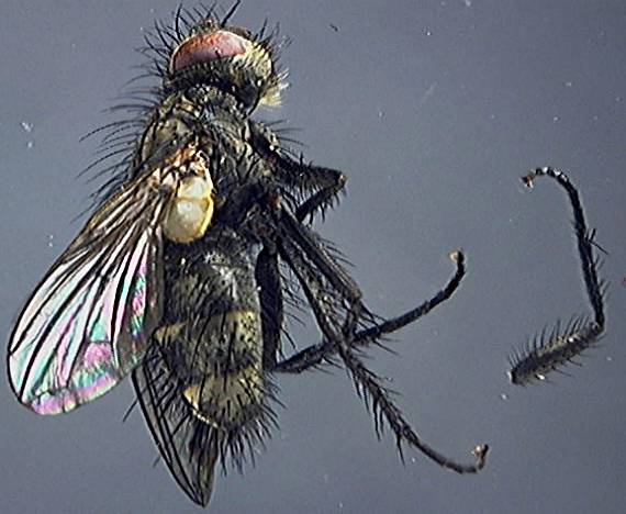 Tachinidae 1